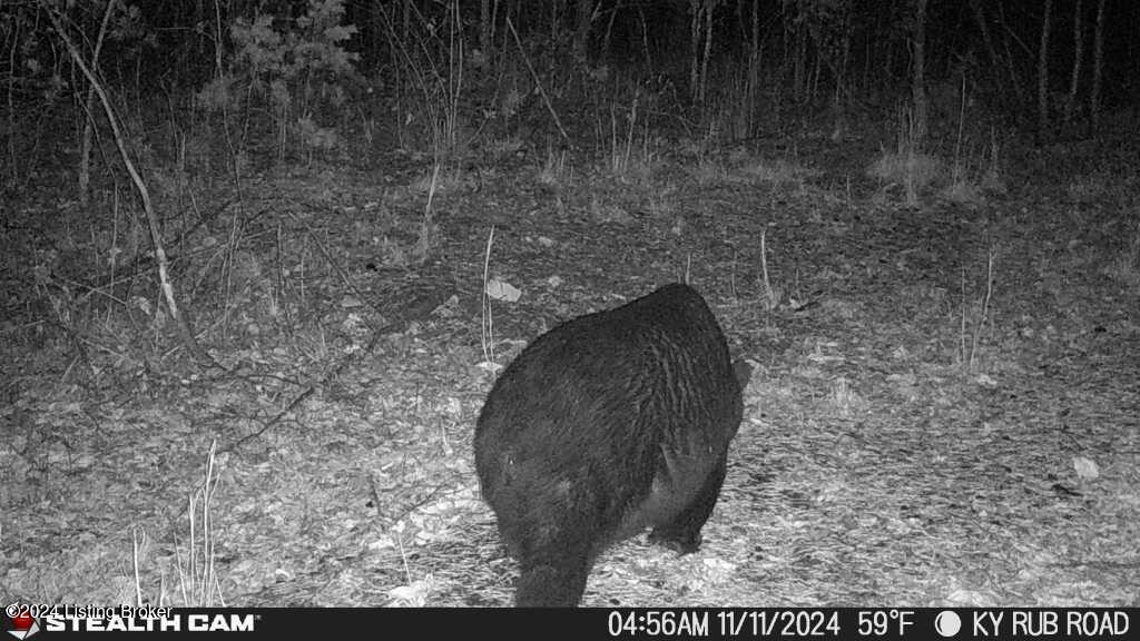 0 Beaver Dam Road Lost Creek, KY 41348 - Photo 6 of 35 IMG_0493
