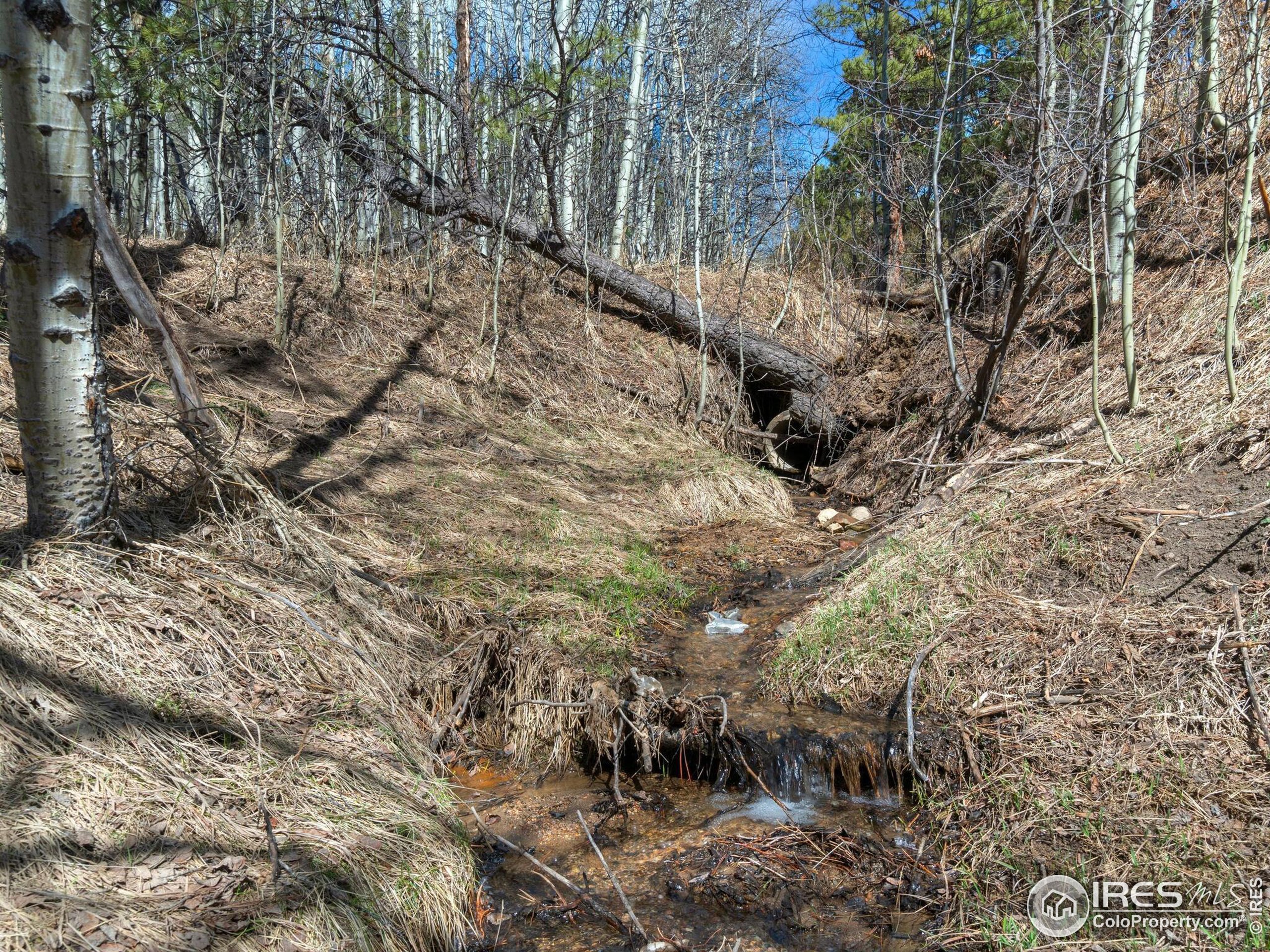 61 Rim Road Boulder, CO 80302 - Photo 20 of 33 a view of a forest with trees