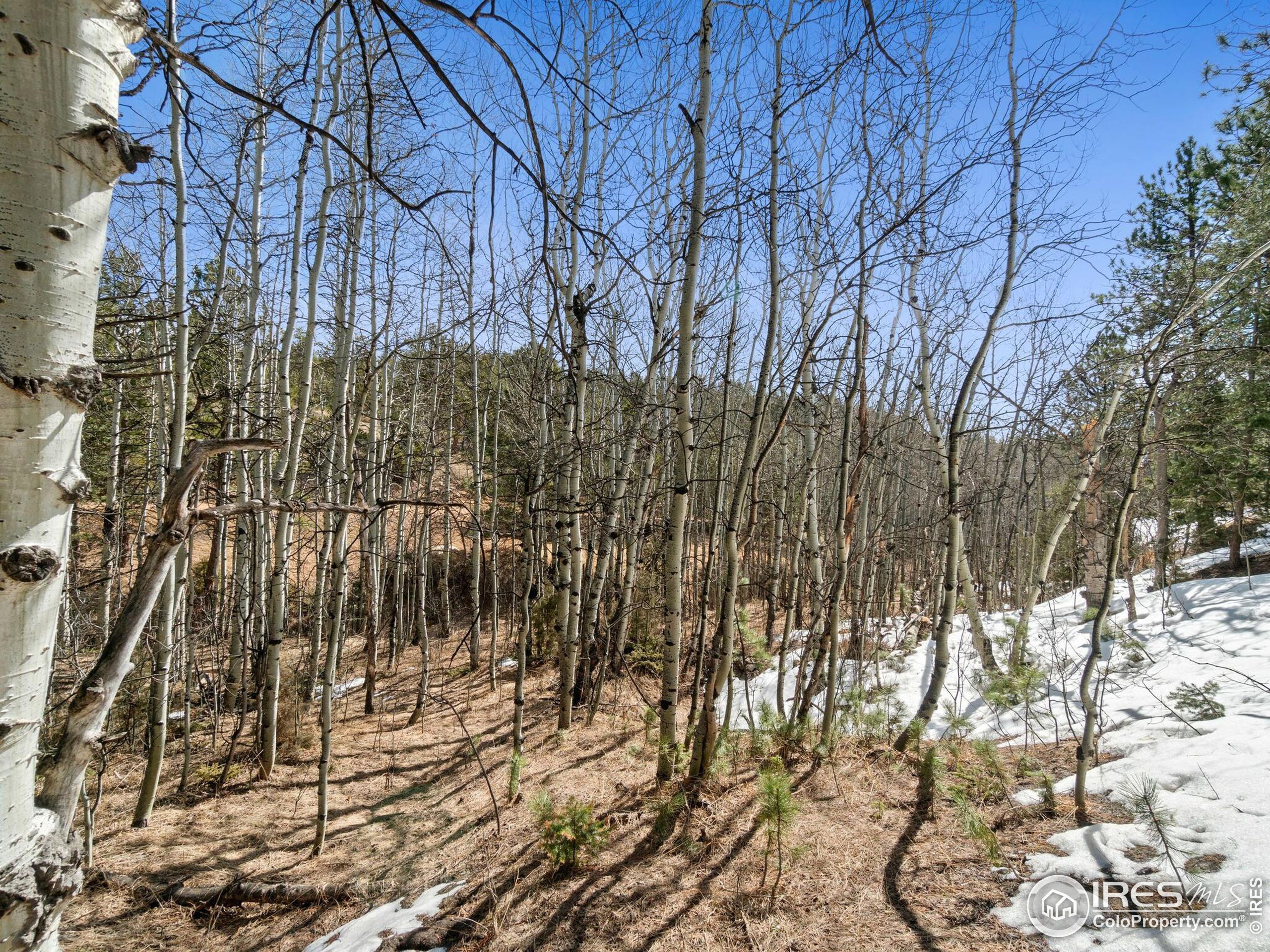 61 Rim Road Boulder, CO 80302 - Photo 23 of 33 a view of yard with green space