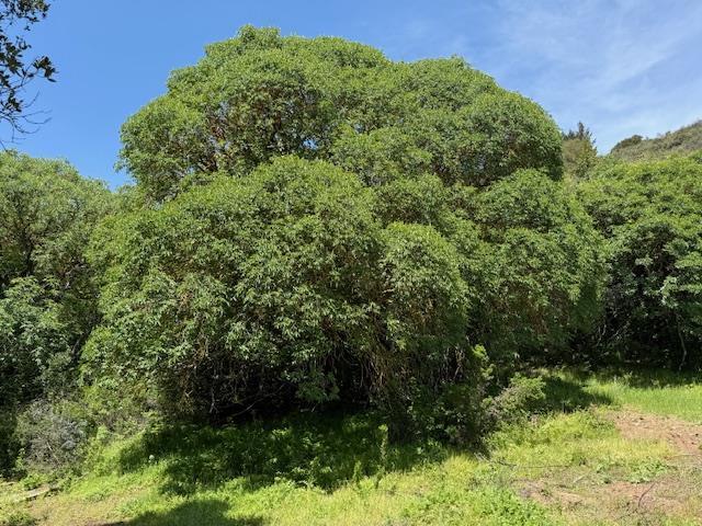 7175 Redwood Retreat Road Gilroy, CA 95020 - Photo 14 of 30