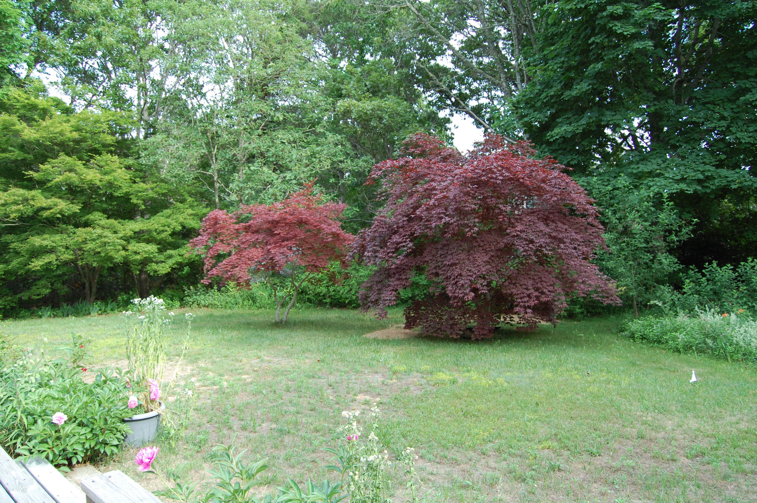 164 Samoset Road Eastham, MA 02642 - Photo 28 of 43 a backyard of a house with lots of green space