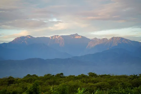 an aerial view of houses covered in trees