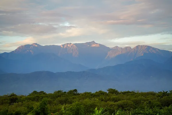 an aerial view of houses covered in trees