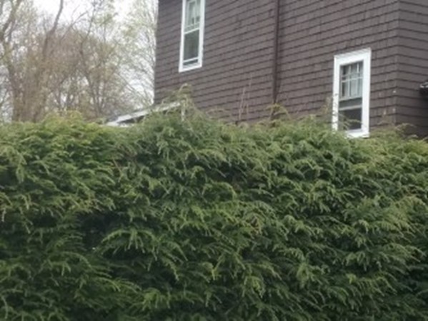 65 Prospect Street Wellesley, MA 02481 - Photo 20 of 25 a view of a house with a yard