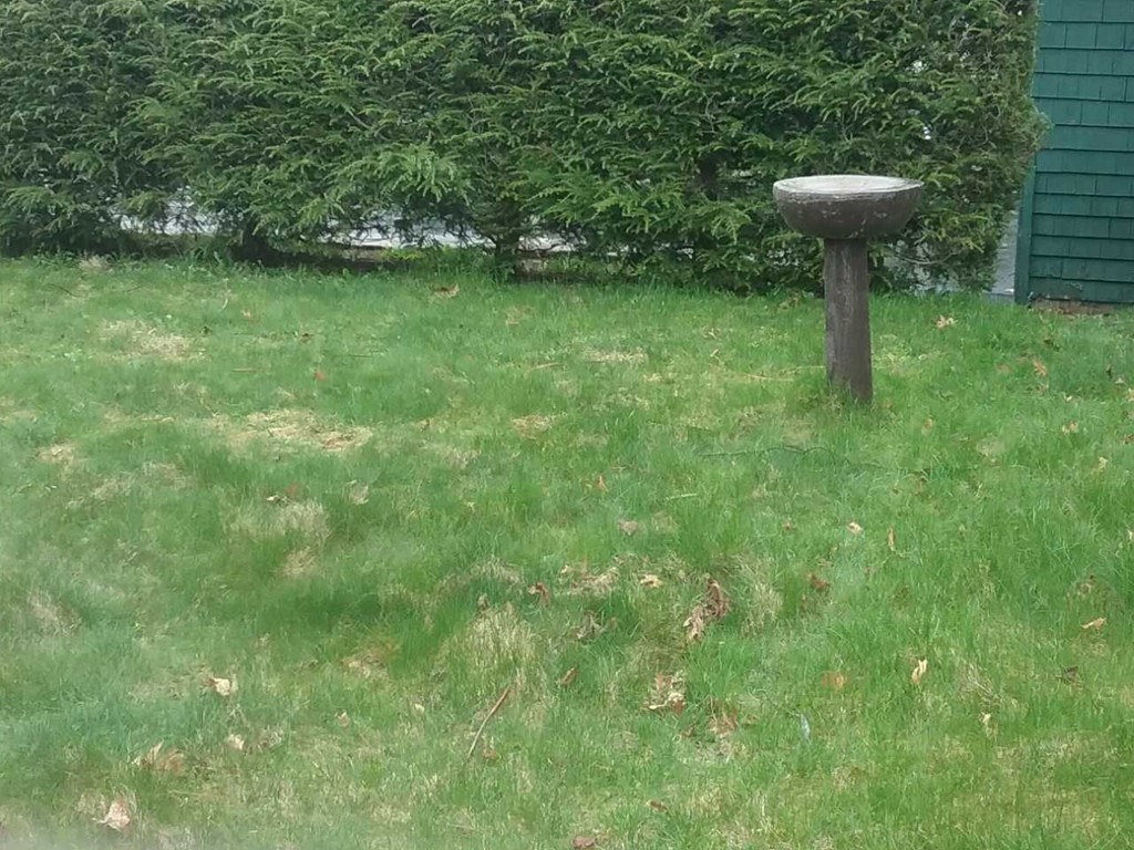 65 Prospect Street Wellesley, MA 02481 - Photo 23 of 25 a view of a backyard