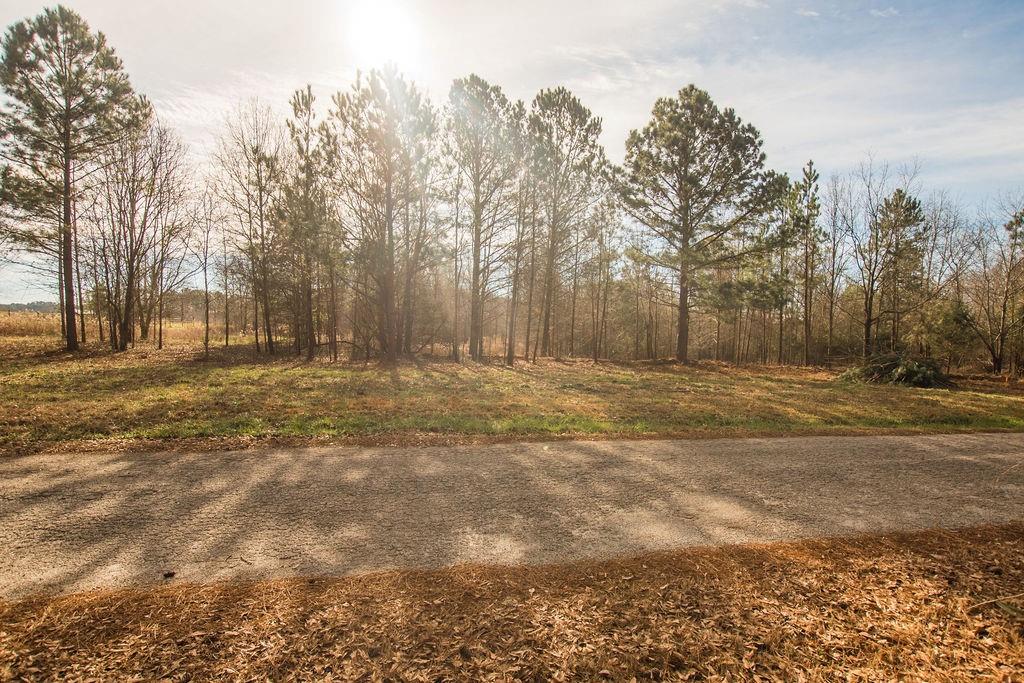 a view of road with large trees