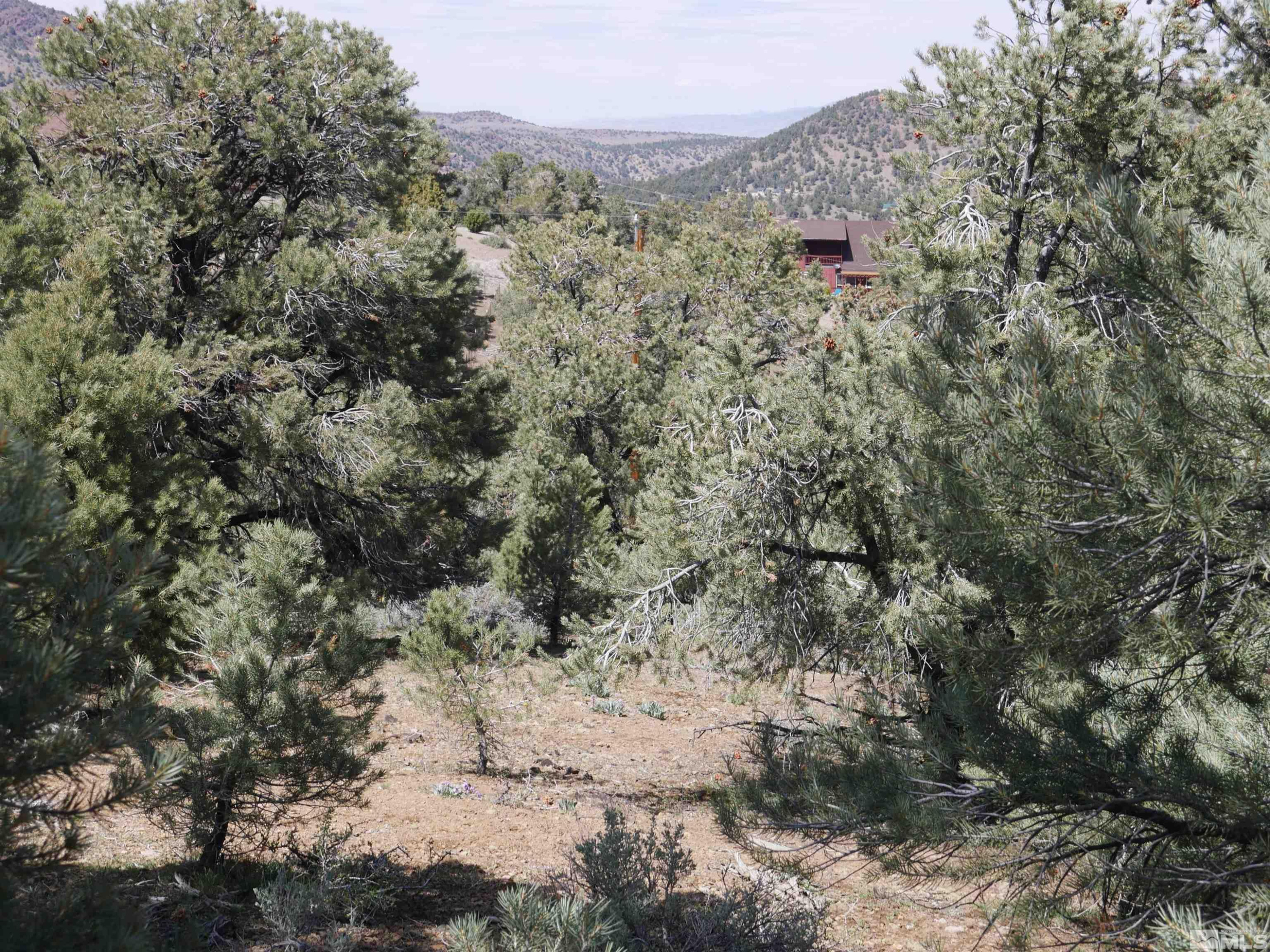 2165 Hermit Road Reno, NV 89521 - Photo 3 of 10 a view of a yard with a tree