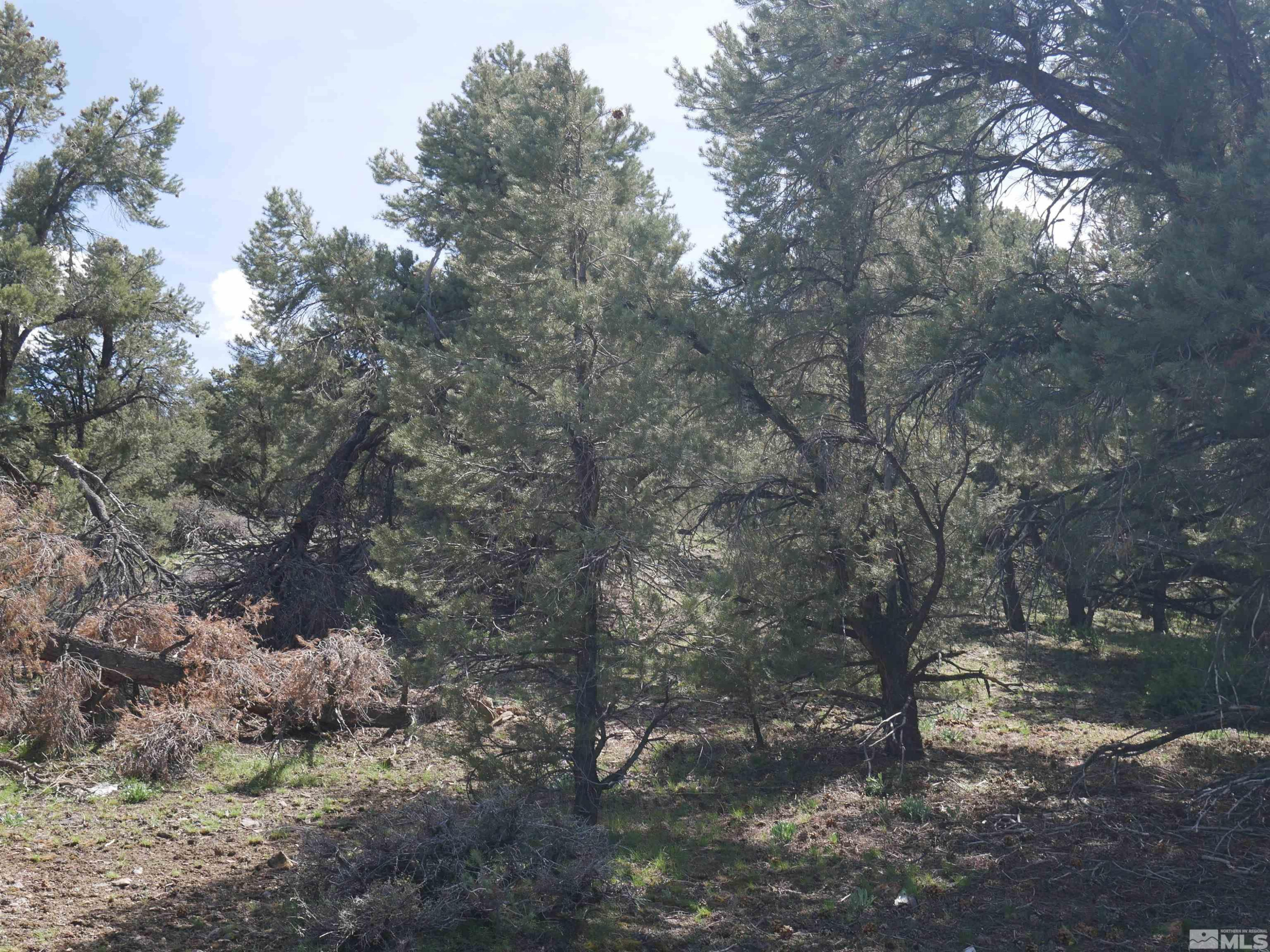 2165 Hermit Road Reno, NV 89521 - Photo 8 of 10 a view of a tree in a yard