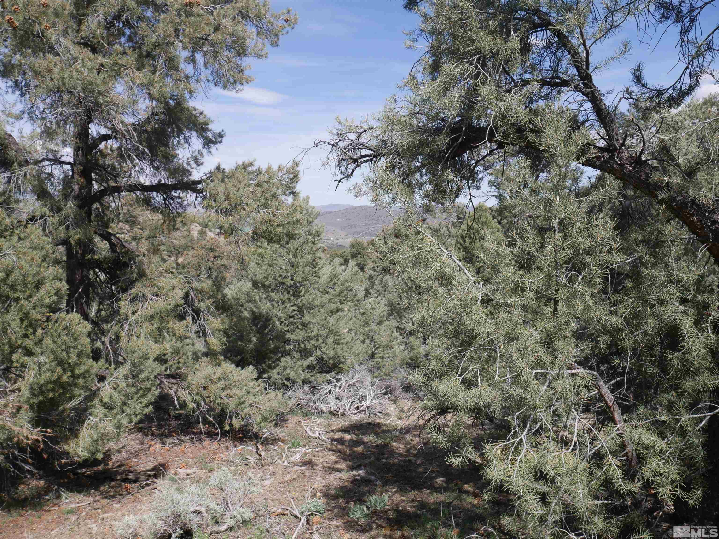2165 Hermit Road Reno, NV 89521 - Photo 10 of 10 a view of a forest with a tree