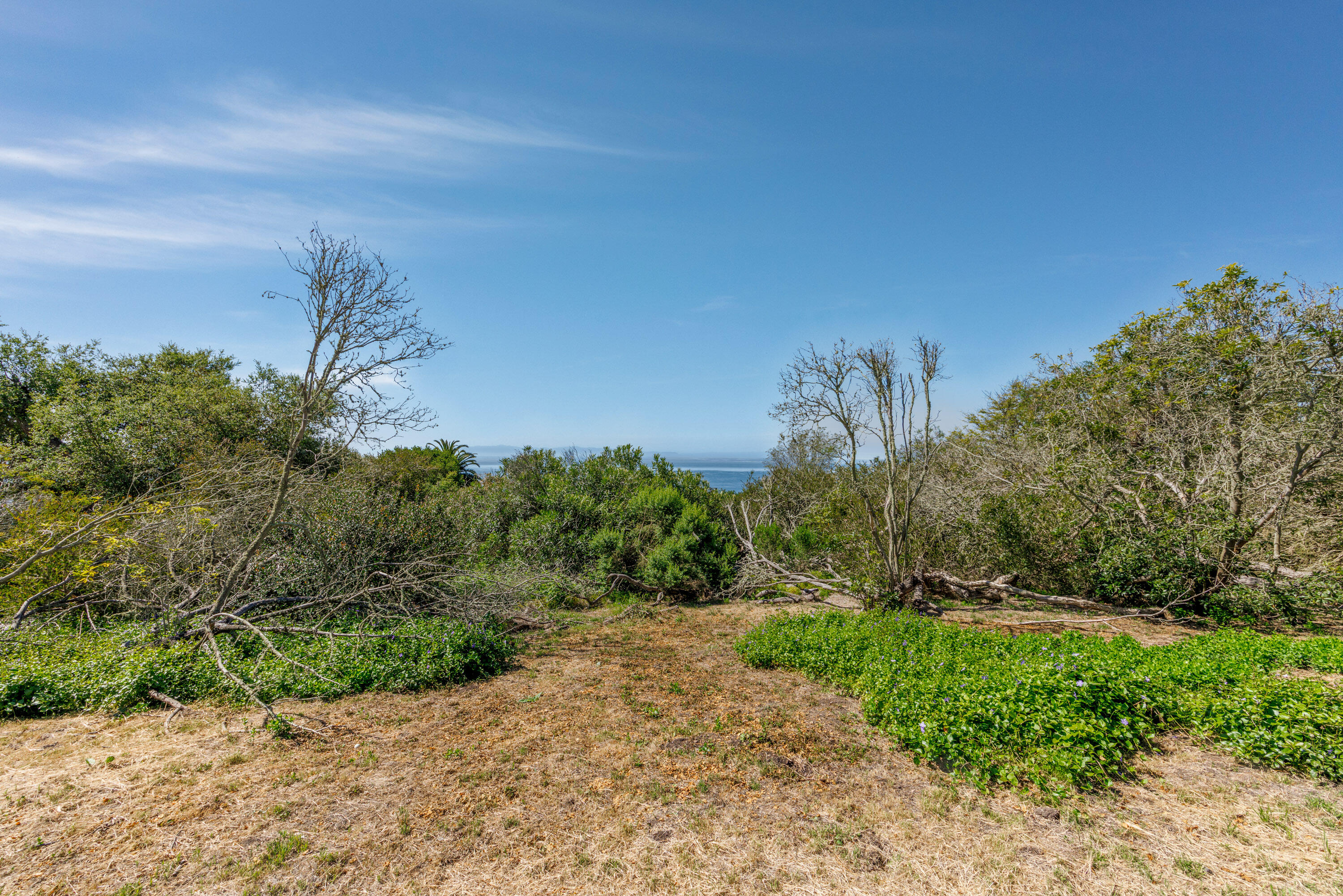 3324 Campanil Drive Santa Barbara, CA 93109 - Photo 34 of 42 a view of a yard with a tree