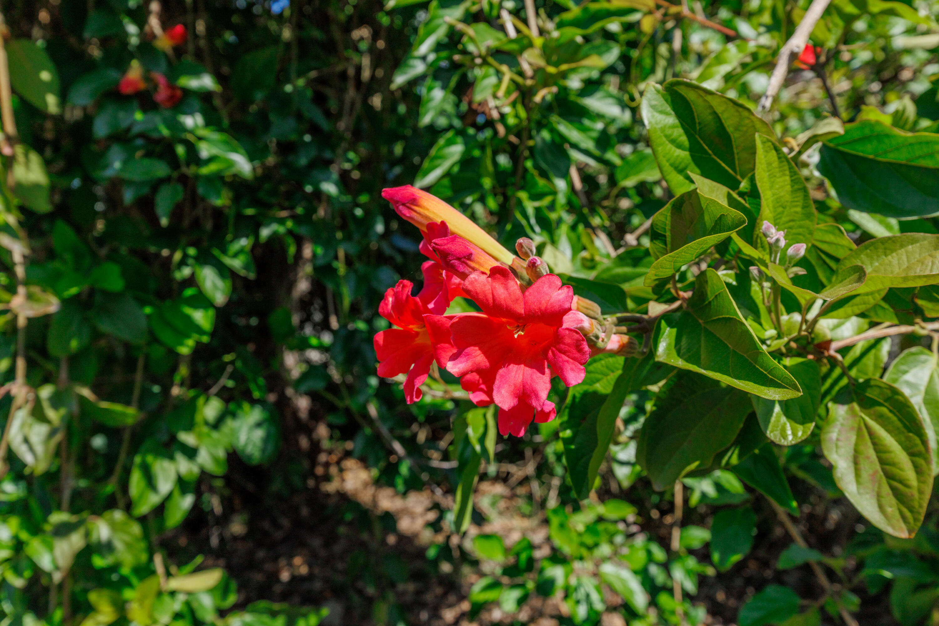 3324 Campanil Drive Santa Barbara, CA 93109 - Photo 37 of 42 a view of a flower