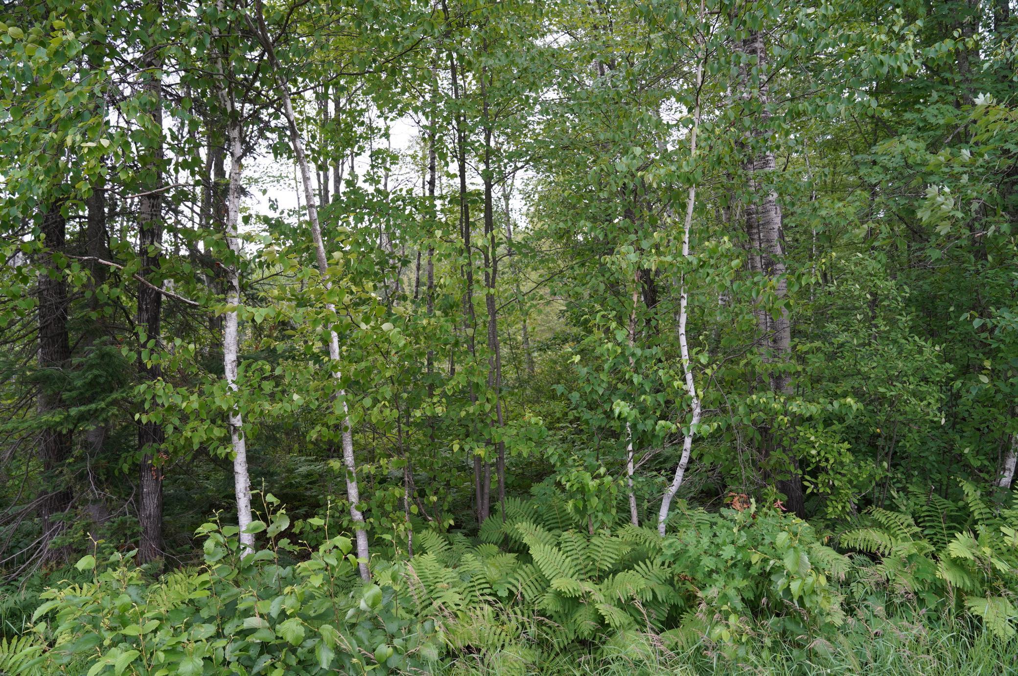 0 County Road Glen Flora, WI 54526 - Photo 1 of 1