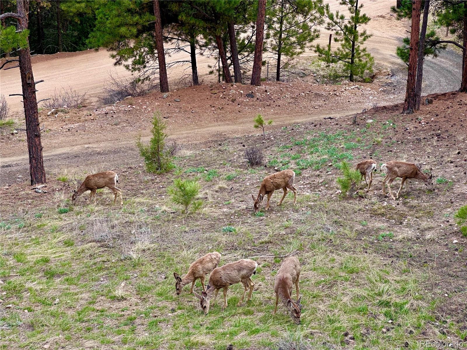 365 Holmes Gulch Road Bailey, CO 80421 - Photo 9 of 35 Gallery Image 9