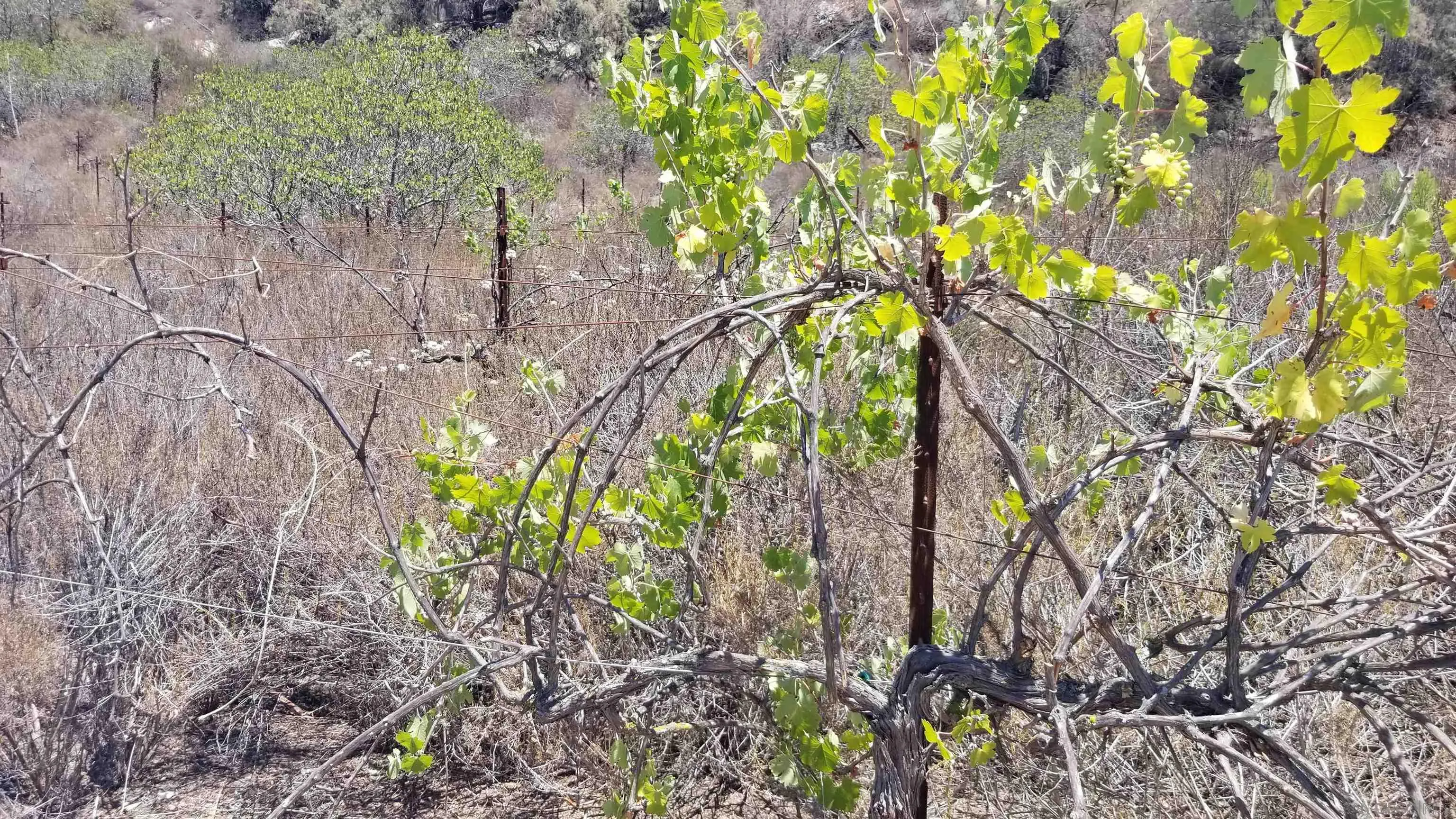 12526 Southwest Boulder Mt Road, Unit 1 2 3 Poway, CA 92064 - Photo 11 of 16 a backyard of a house with lots of green space