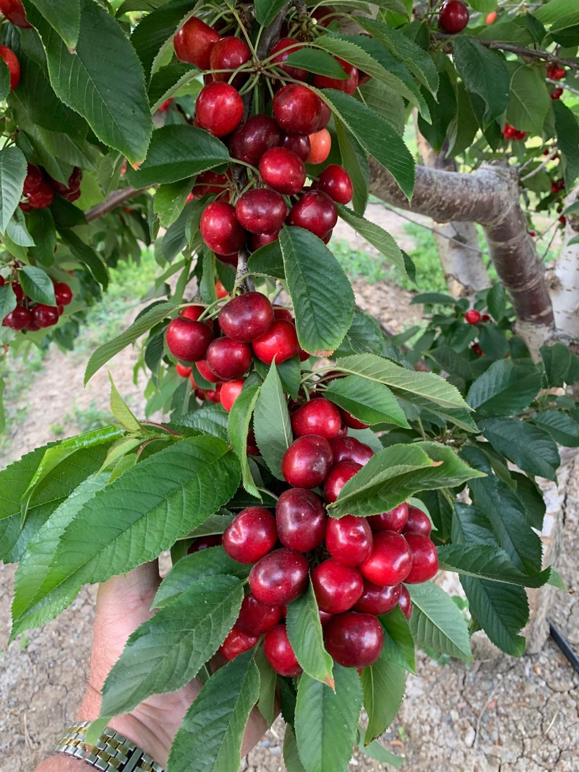 1099 Lemon Avenue Patterson, CA 95363 - Photo 1 of 17 a view of a flower