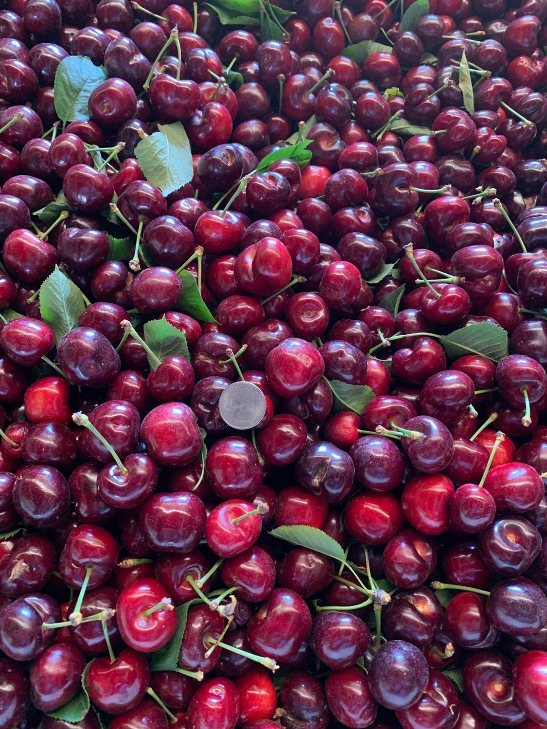 1099 Lemon Avenue Patterson, CA 95363 - Photo 17 of 17 a view of a tree