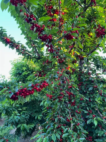 a small yard with flowers and flowers