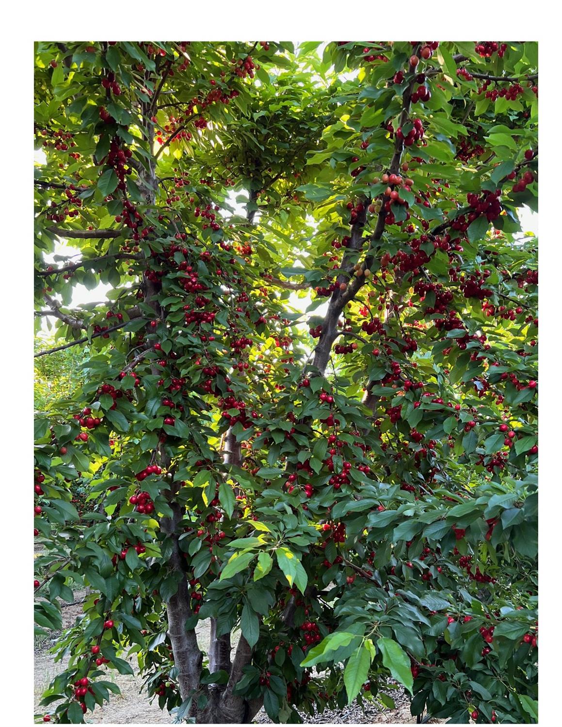 1099 Lemon Avenue Patterson, CA 95363 - Photo 3 of 17 a view of a tree