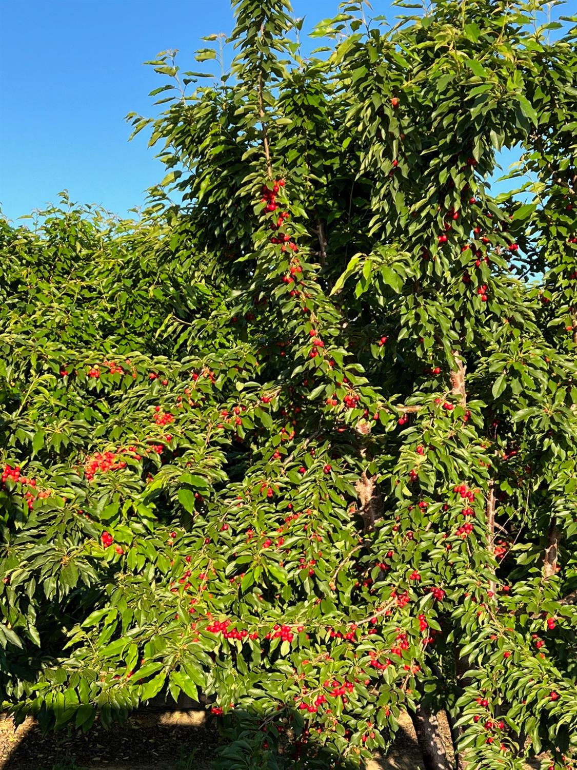1099 Lemon Avenue Patterson, CA 95363 - Photo 4 of 17 a view of a plant