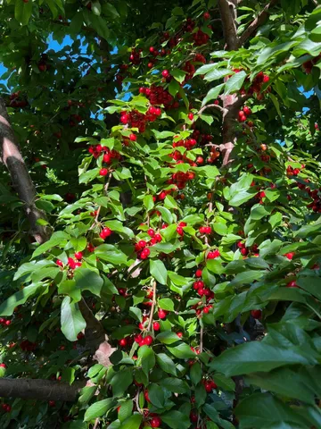 a flower lots of flowers in a flower