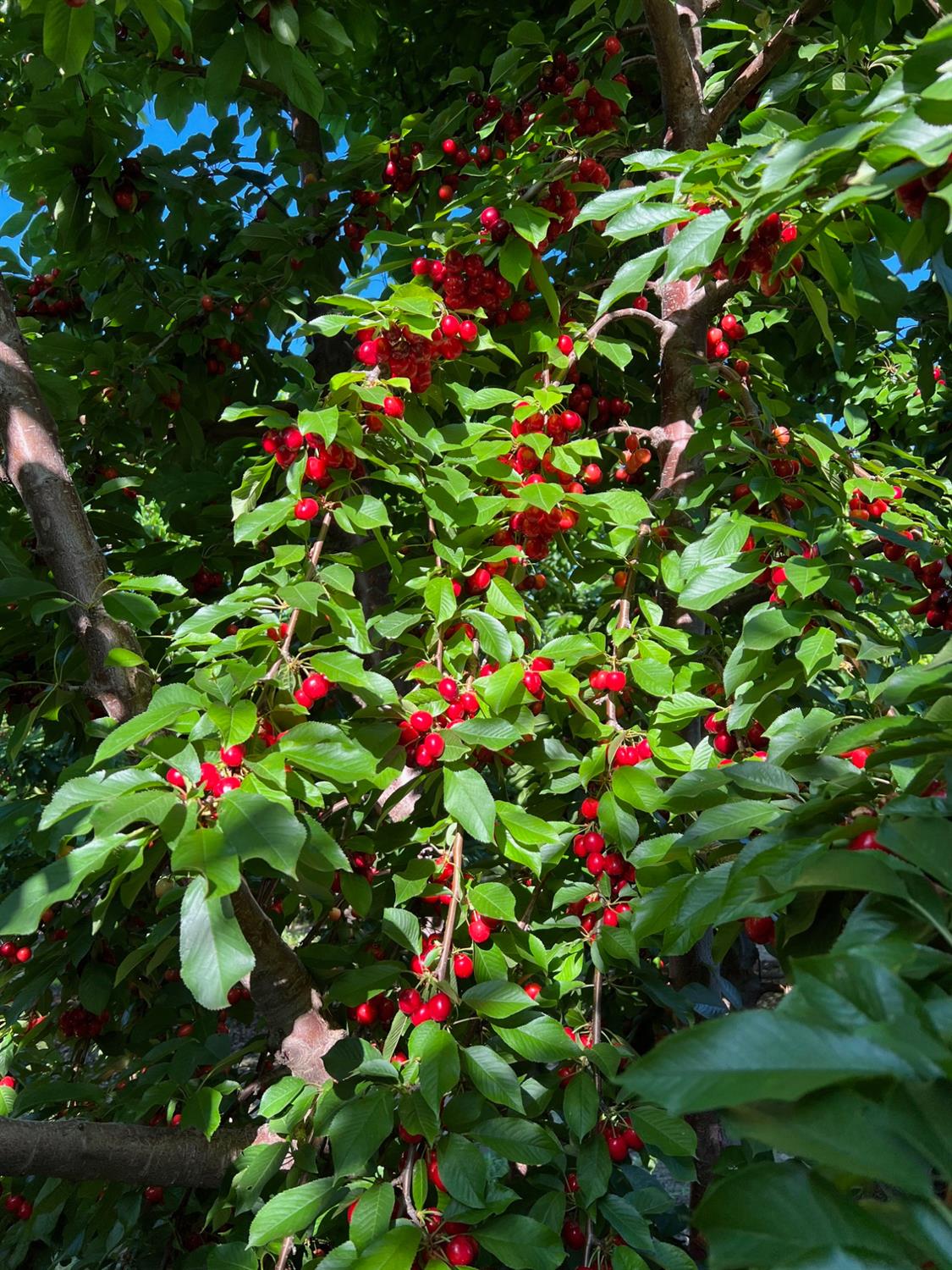 1099 Lemon Avenue Patterson, CA 95363 - Photo 5 of 17