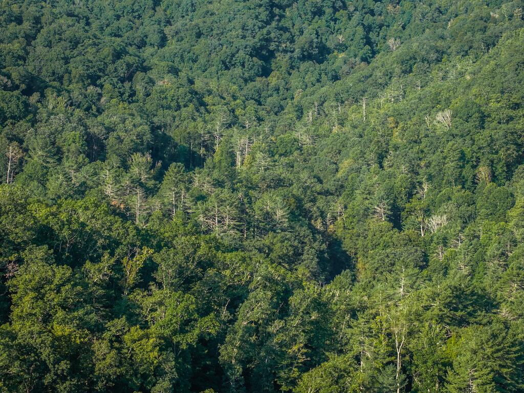 0 Nubbins Ridge Road Camp Creek, WV 25820 - Photo 9 of 24 Gallery Image 9