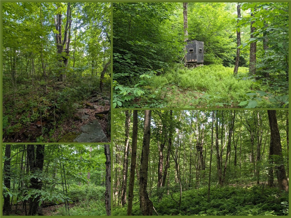 201 Sunrise Mountain Road Kortright, NY 13739 - Photo 44 of 49 Multiple Tree Stands and Blinds
