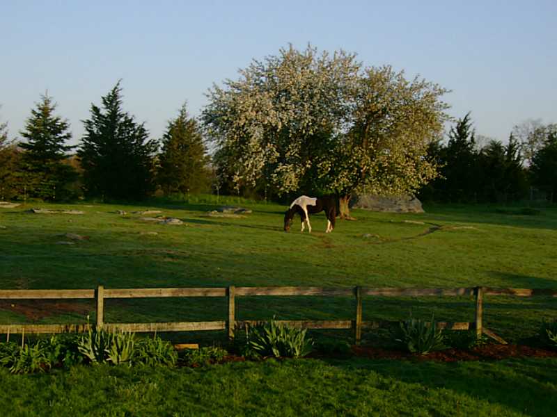 43 Serpentine Road Warren, RI 02885 - Photo 18 of 23 Land. Pasture.