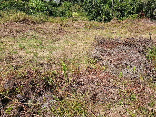 a view of a yard with a tree