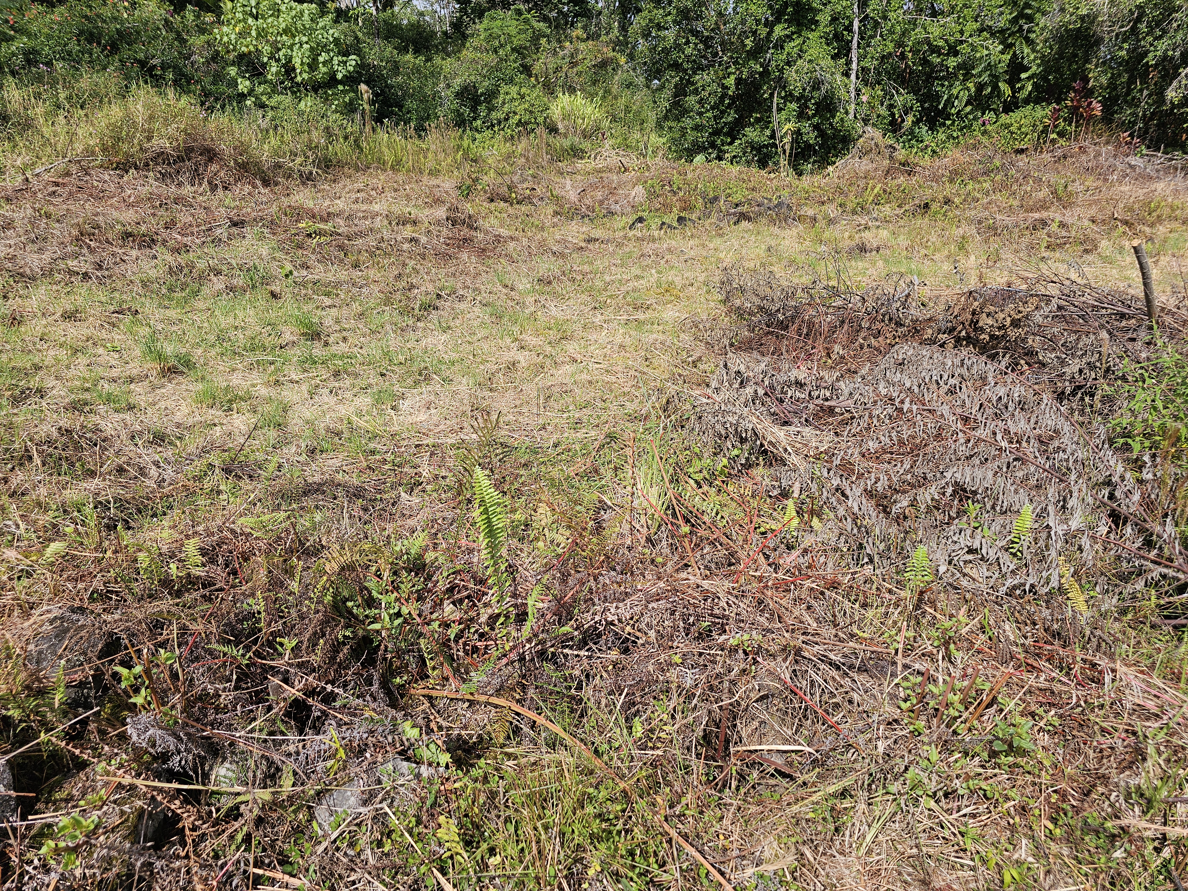 52 Lot 123-b Wilder Road Hilo, HI 96720 - Photo 3 of 4 a view of a yard with a tree