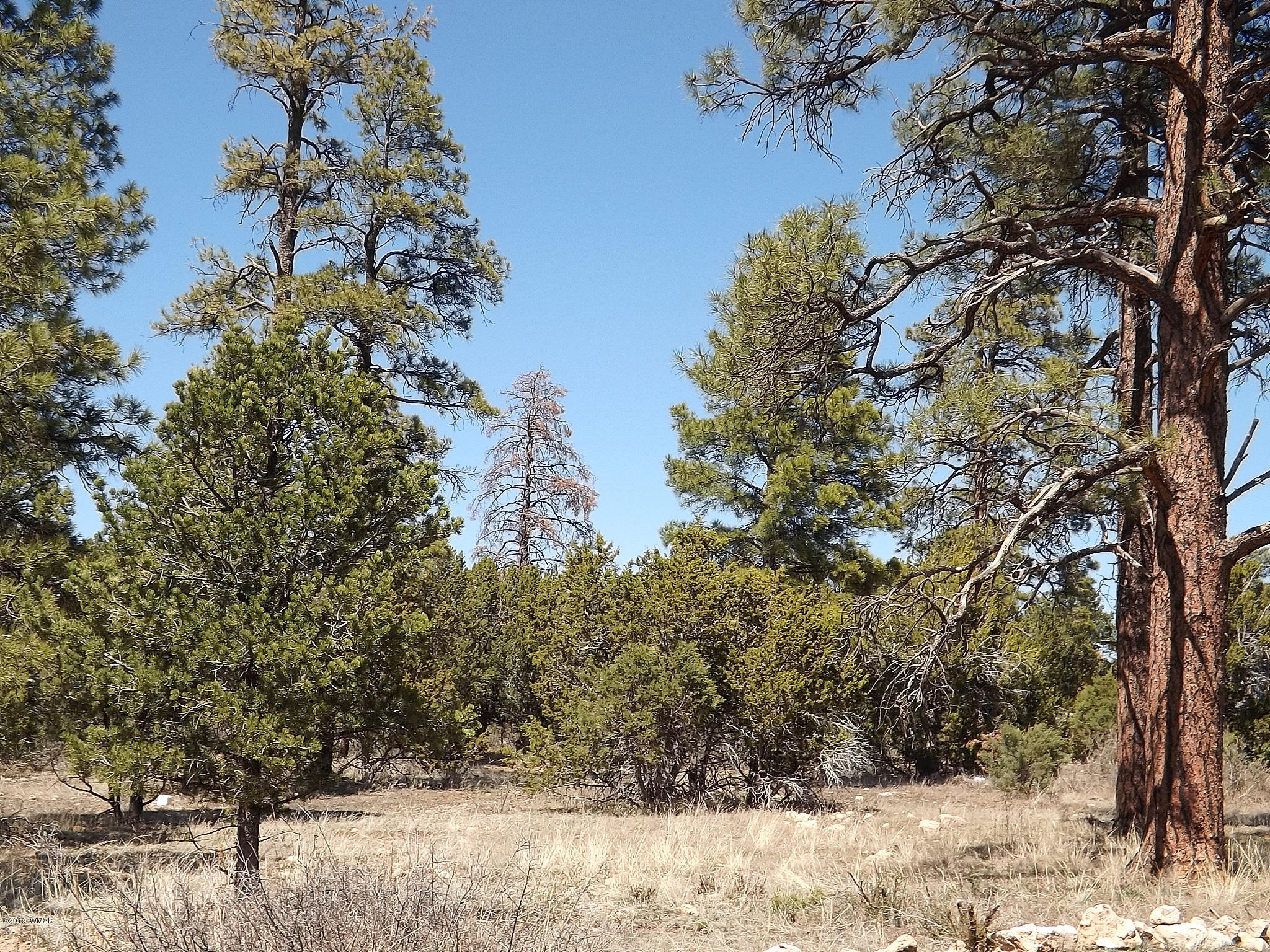 2126 Rimview Trail Overgaard, AZ 85933 - Photo 11 of 49