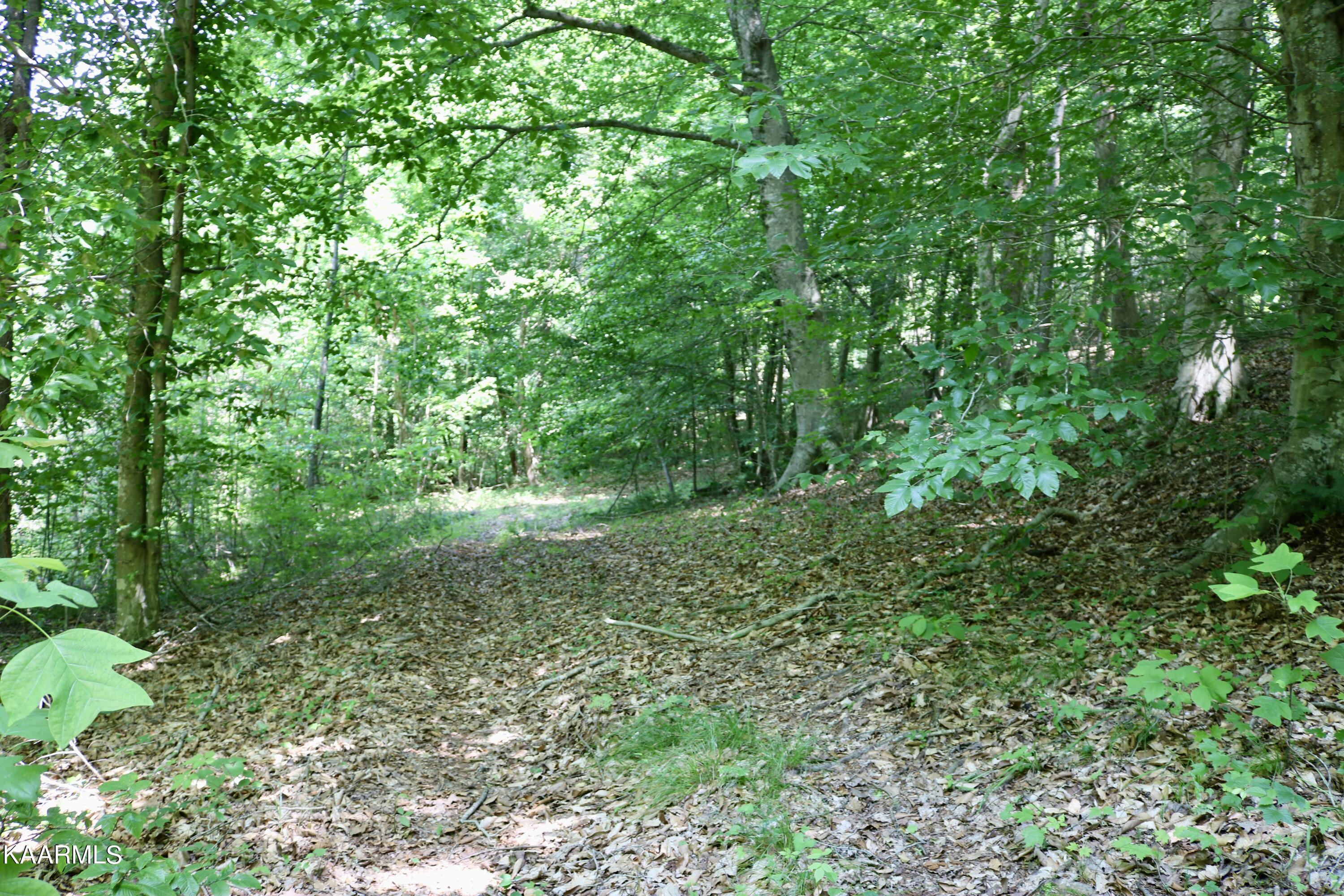 244 Old Springs Road Maynardville, TN 37807 - Photo 8 of 12 Adventure in your own woods!