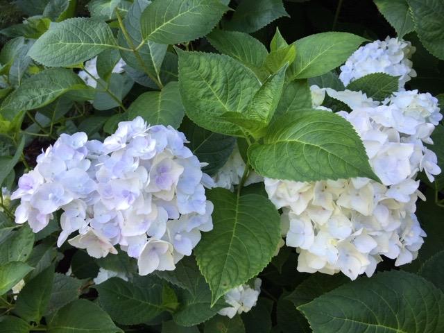 248 Long Pond Road Brewster, MA 02631 - Photo 39 of 45 Summer!