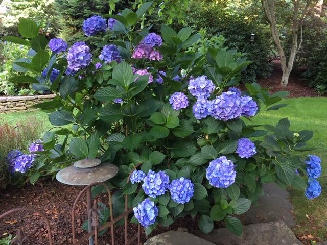 248 Long Pond Road Brewster, MA 02631 - Photo 41 of 45 Summer!