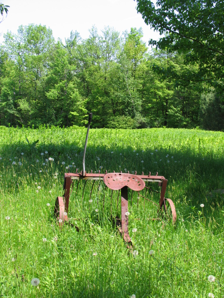 470 Ed Jones Road Otis, MA 01253 - Photo 21 of 24 a view of a backyard with plants