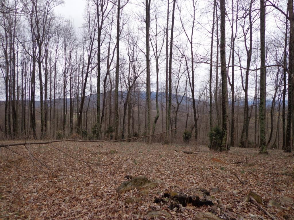 Lot 1 Slagle Road Watauga, TN 37694 - Photo 4 of 5 Photo 4