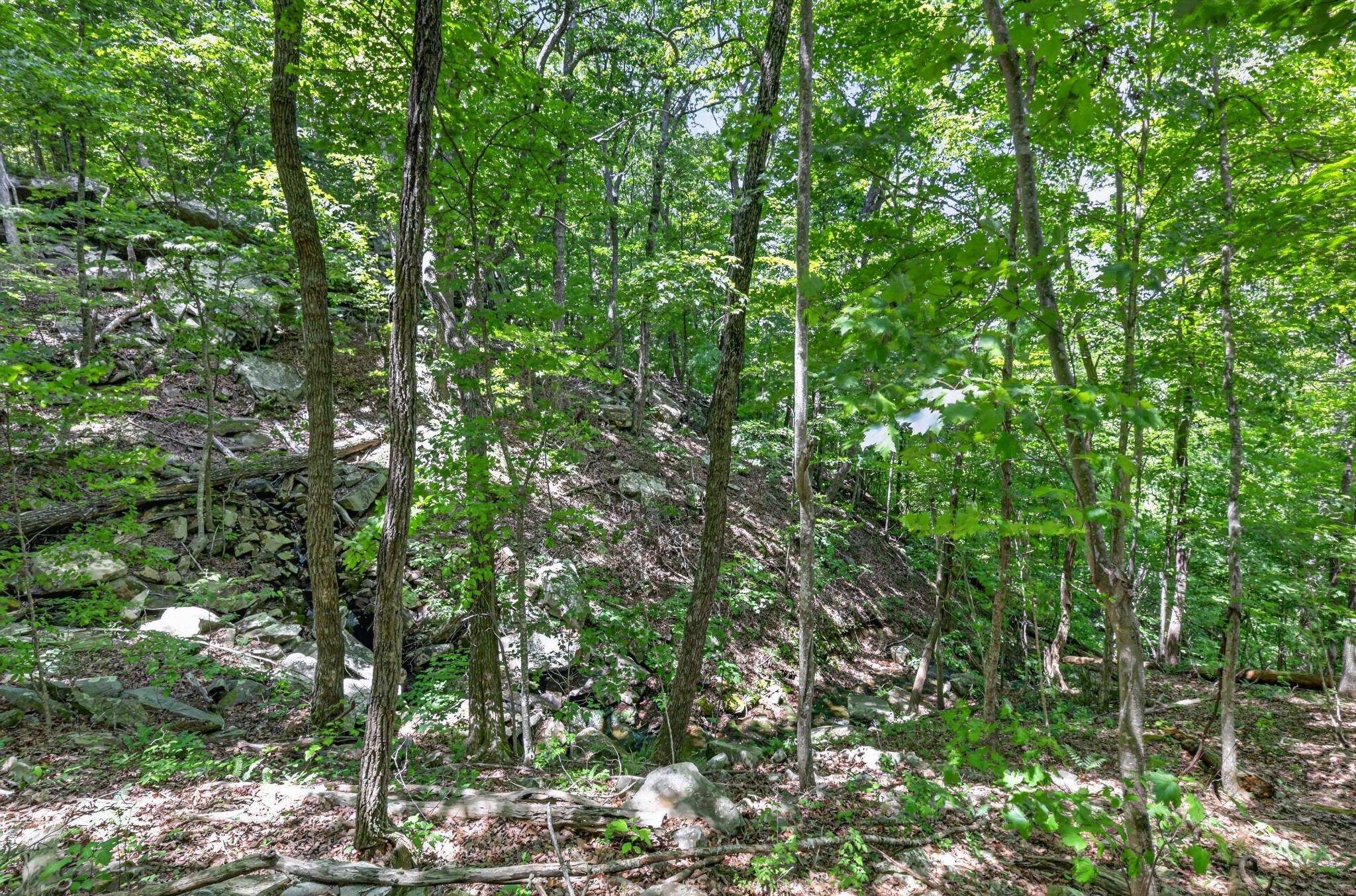 1215 Stage Coach Road Sewanee, TN 37375 - Photo 15 of 30 a view of a lush green forest