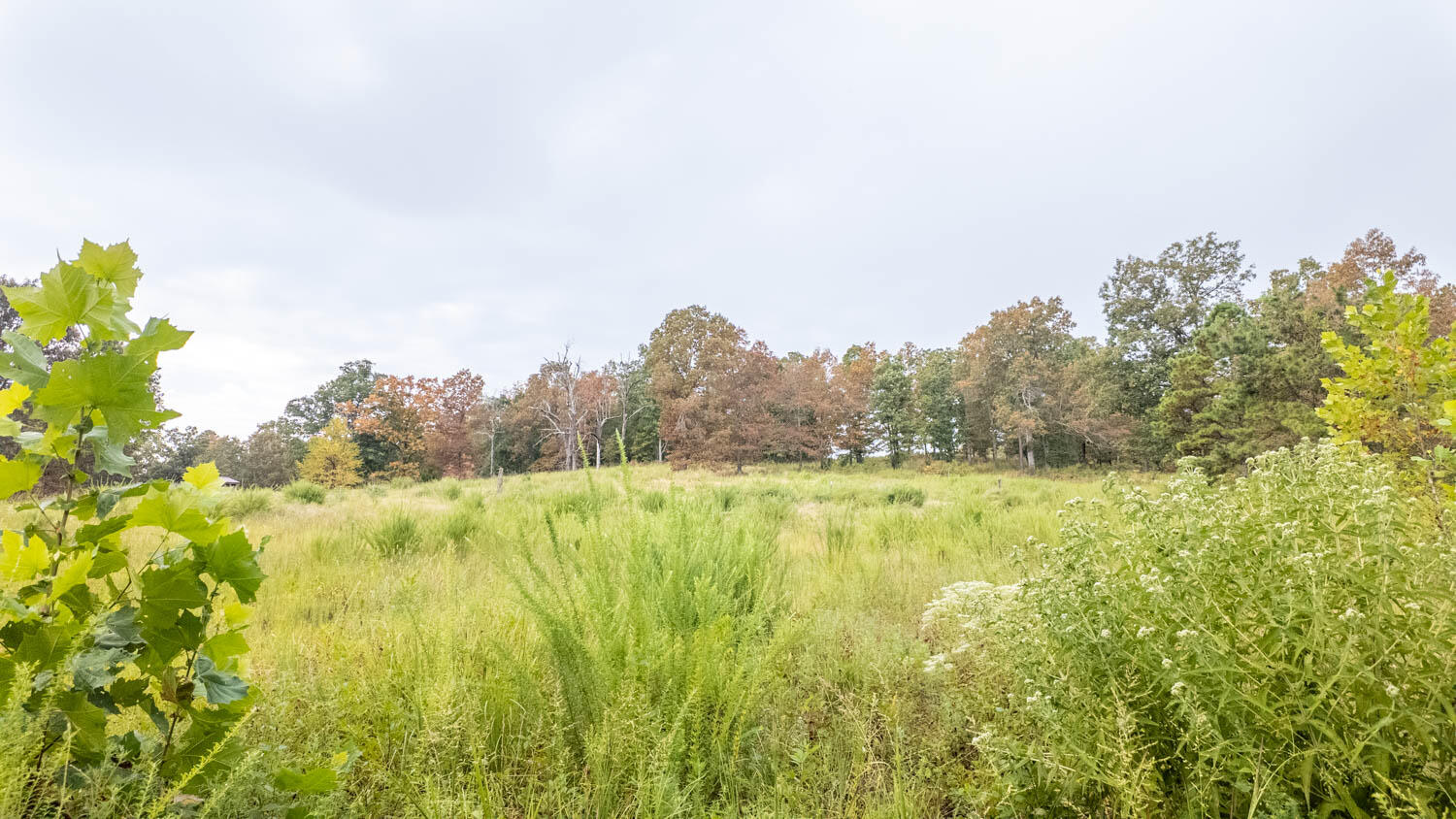 517 Sawmill Road Brockwell, AR 72517 - Photo 3 of 54 40 acres001