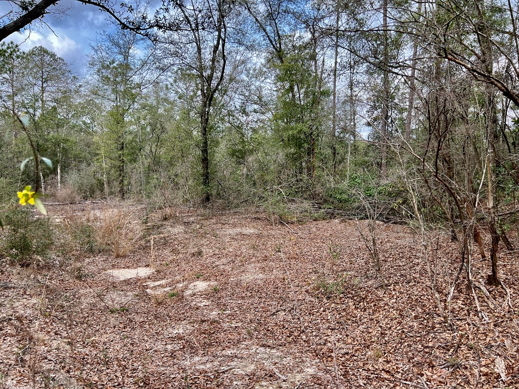 16.8-ac Mound Road Black, AL 36314 - Photo 17 of 17
