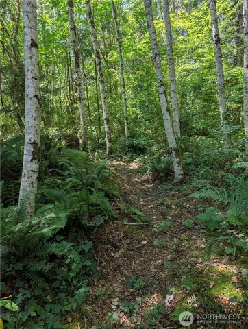 a view of a lush green forest