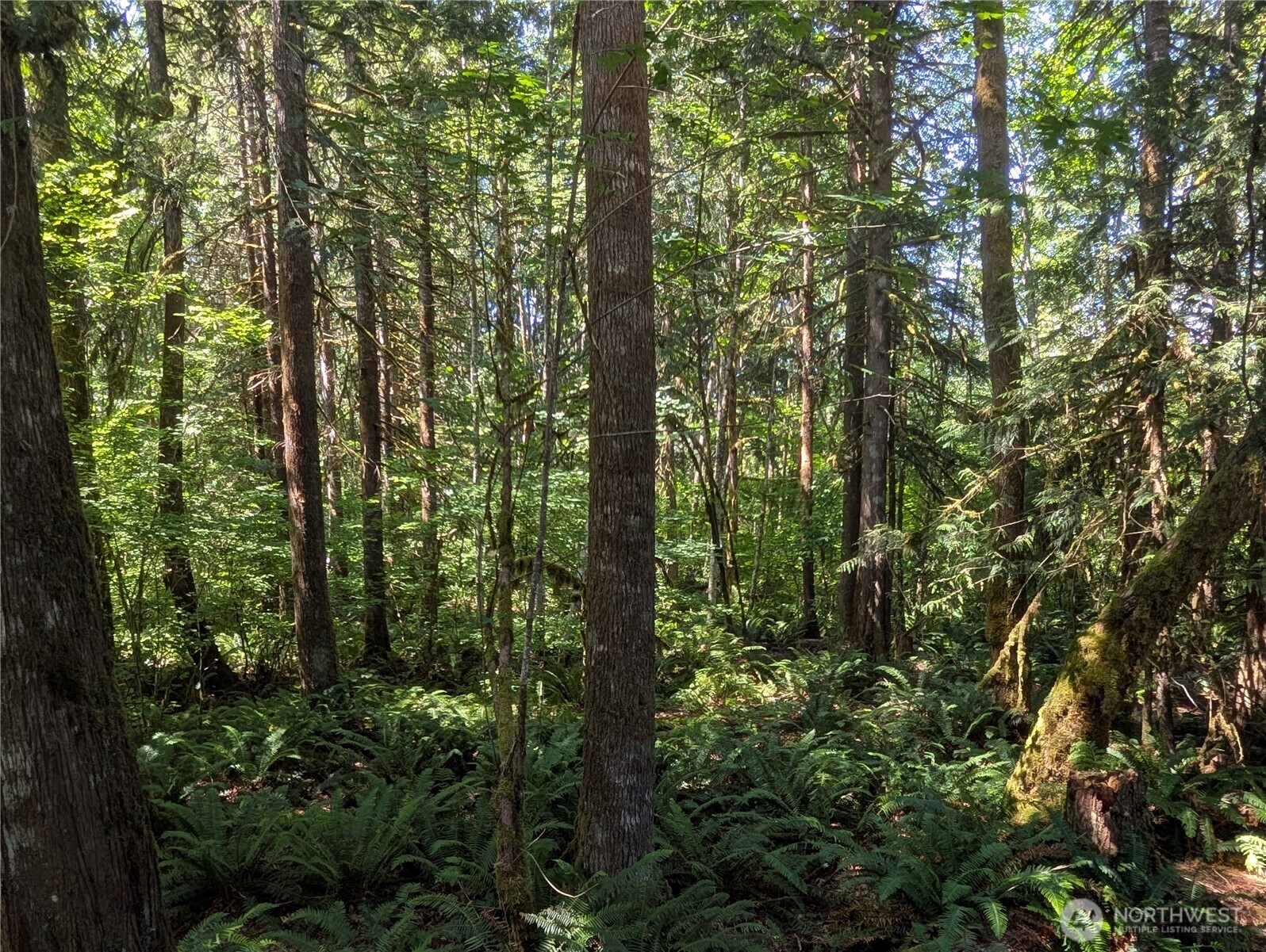 0 Clear Creek Road Darrington, WA 98241 - Photo 4 of 7 a view of forest