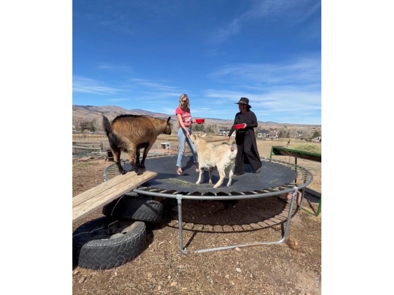 4963 Kelso Road Boulder, CO 80301 - Photo 37 of 49 Goats - Love the trampoline