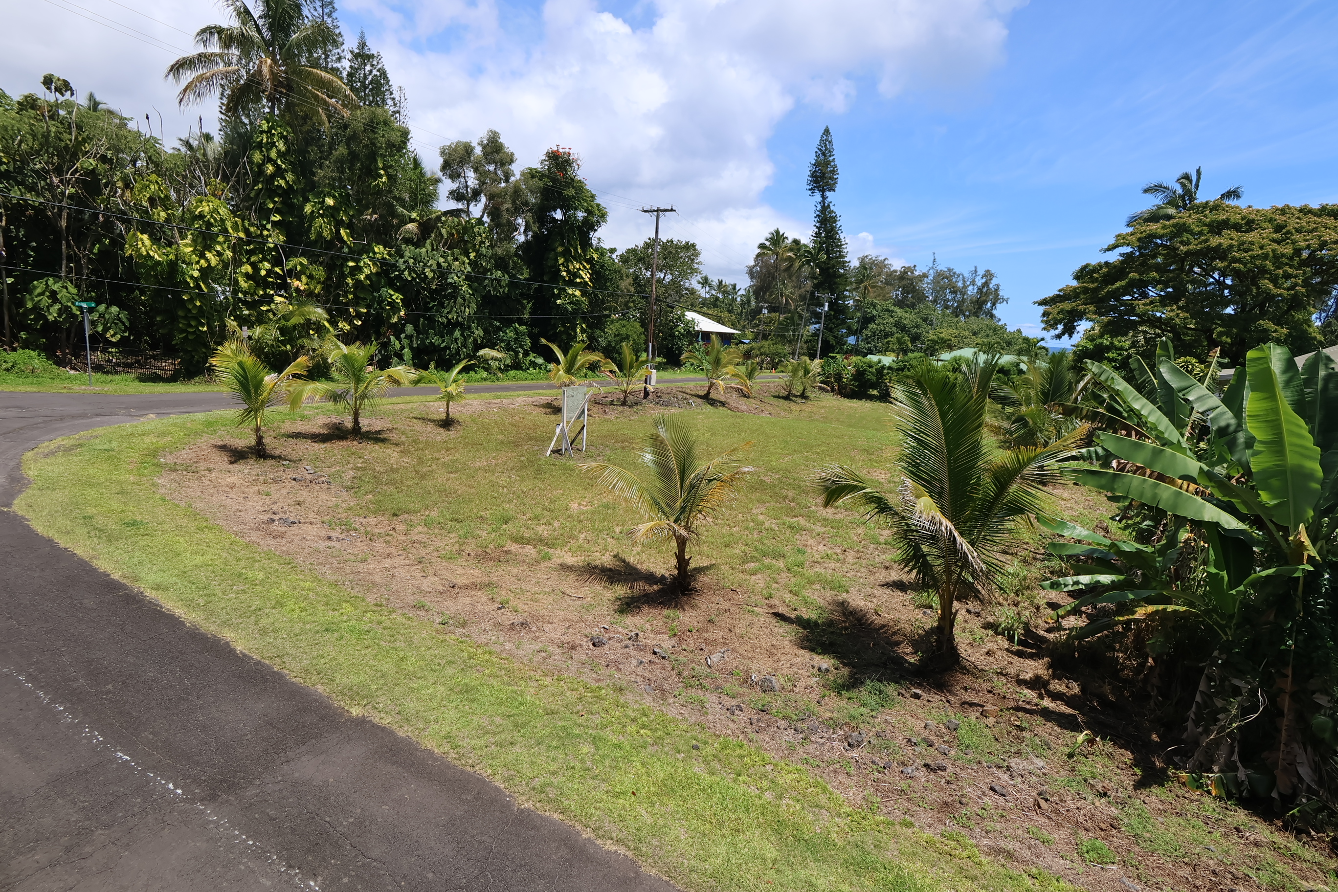 106 B Nene Street Hilo, HI 96720 - Photo 10 of 15 a view of a park with large trees