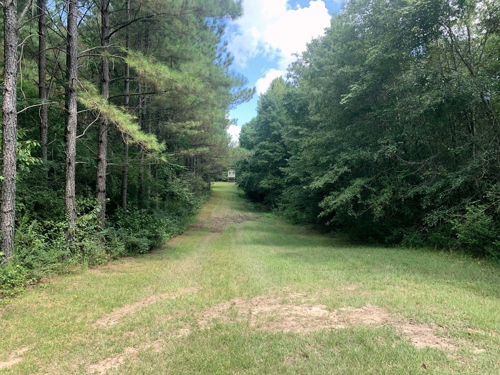 160 Lloyd Ladner Road Lumberton, MS 39455 - Photo 42 of 50 Photo 42