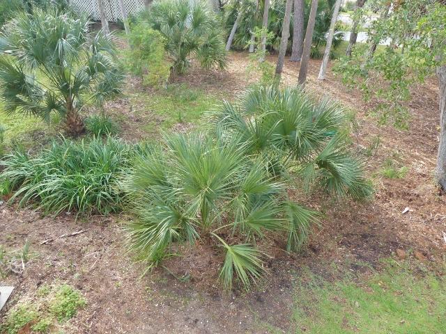 80 Gun Bluff Road Edisto Island, SC 29438 - Photo 44 of 65 39a