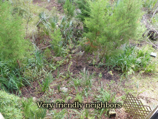 80 Gun Bluff Road Edisto Island, SC 29438 - Photo 50 of 65 44a