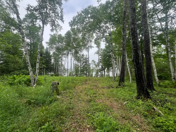 $119,000 | Lot 1 Puffins Lane, Machiasport, ME 04655