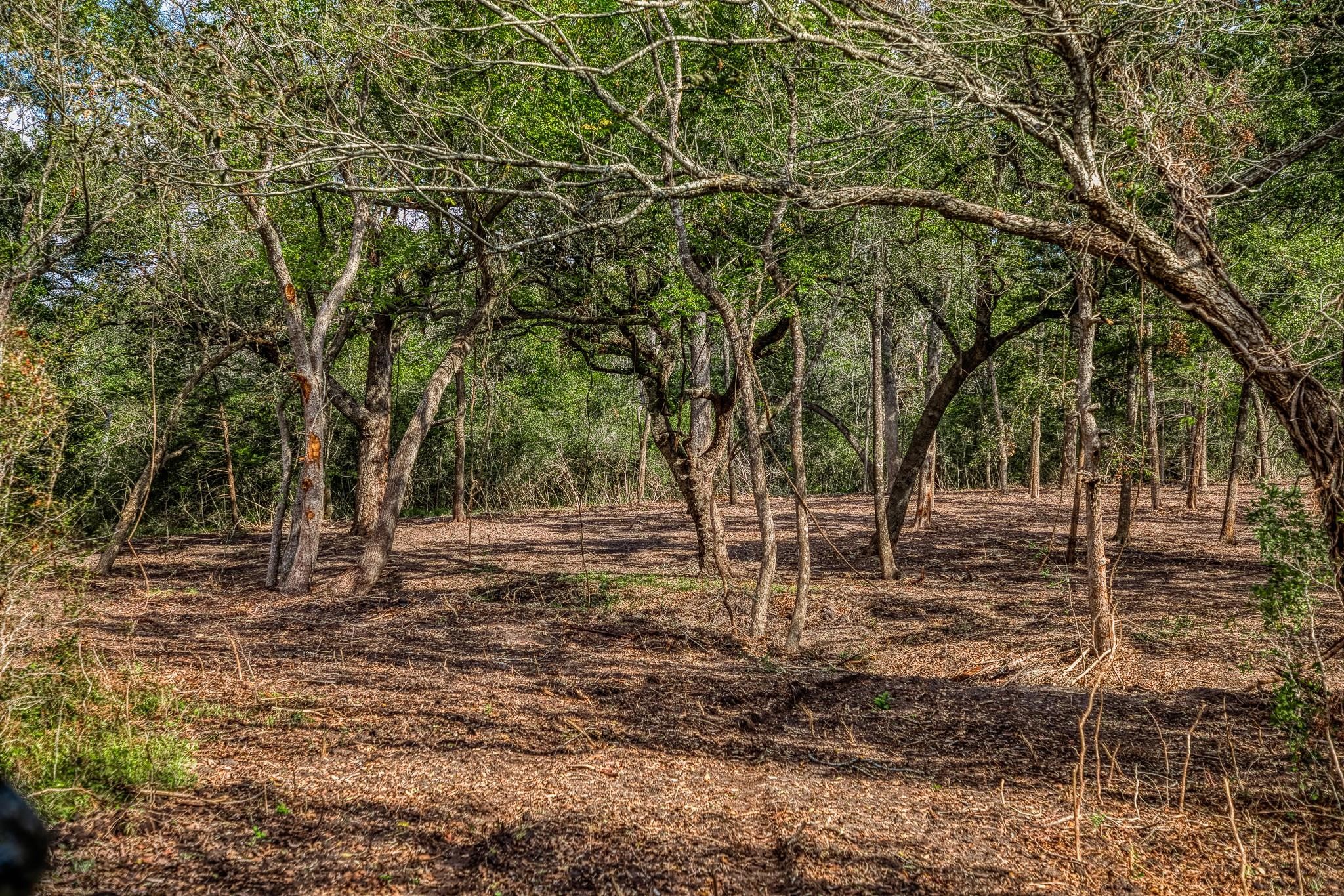 Tbd Sun Oil Road Brenham, TX 77833 - Photo 28 of 37 a view of a tree in the middle of a yard