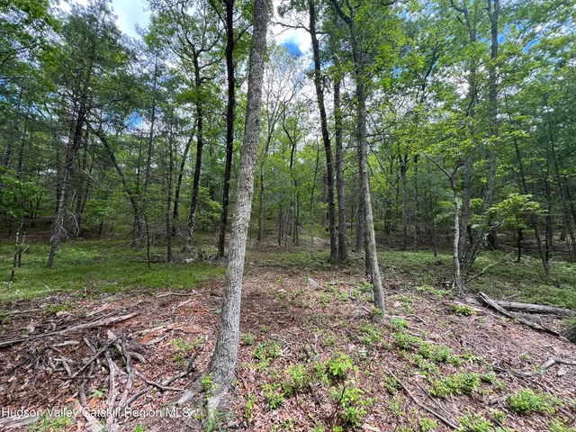 a view of a forest with trees
