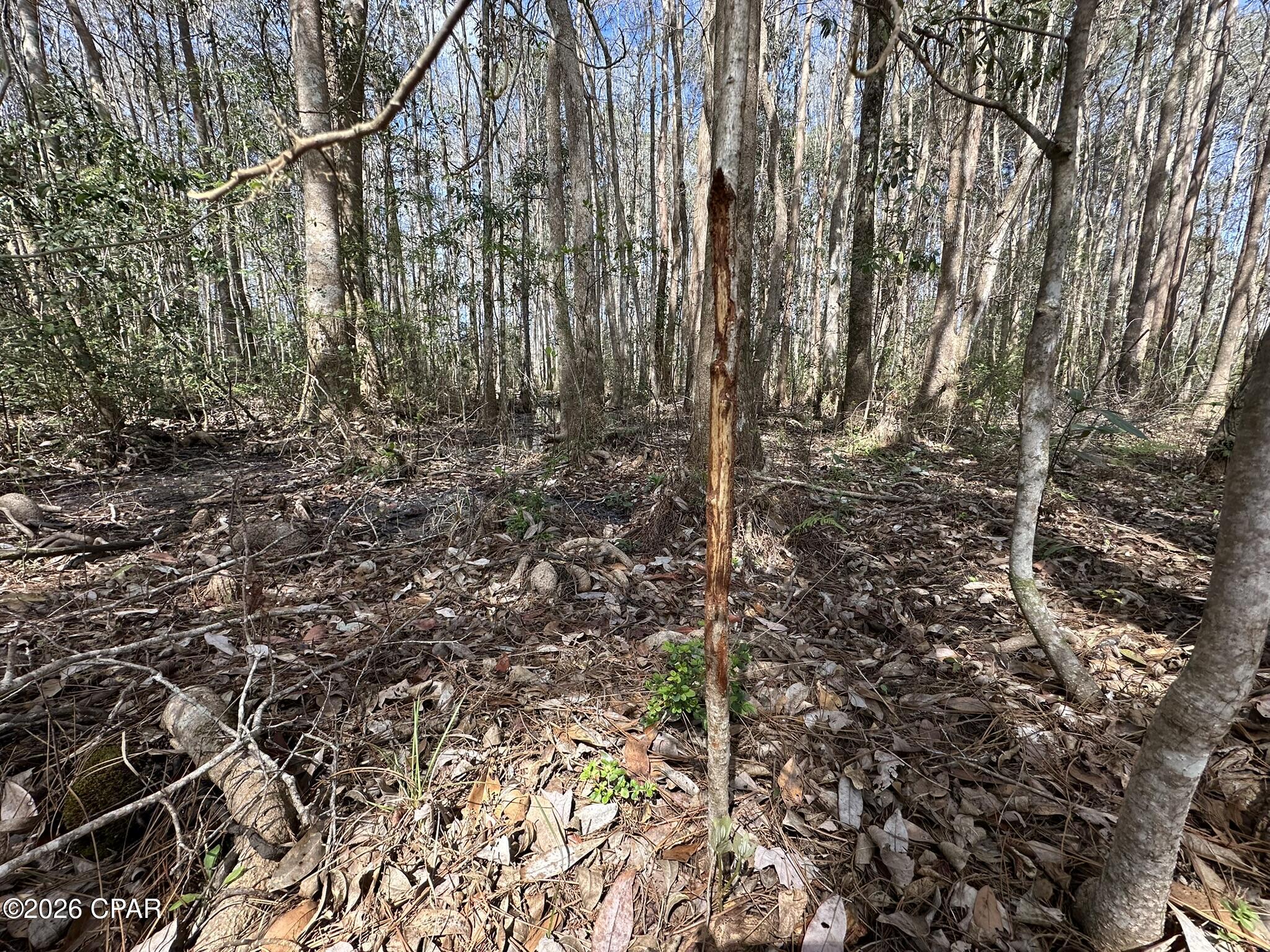 Tract#6409 Tract Road Caryville, FL 32427 - Photo 4 of 12